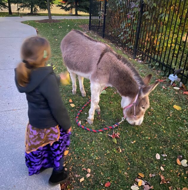 Halloween may be over, but the smiles are still glowing! 🎃 Families in the Autism Program at Ron Joyce Children’s Health Centre recently enjoyed a sensory-friendly Fall Festival. Thanks to our amazing donors, we celebrated with crafts, games, treats, and even a petting zoo! The sweetest part? Each child took home a pumpkin grown with love. Julia, a clinical leader in the Autism Program, planted seeds with her family last spring, which grew into 275 beautiful pumpkins just for the kids at RJCHC. It’s a perfect example of community and care coming together to create joy. We are so grateful for these special moments! Click the link in our bio to learn more about you can support life-changing programs at @hamiltonhealthsciences
#FallFestival #SensoryFriendly #AutismAwareness #Inclusion #CommunityLove #HamiltonHealthSciences